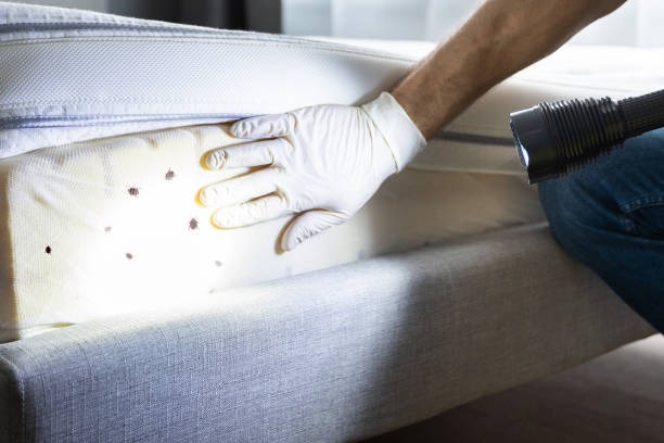 Professional Pest Control in Midway, FL