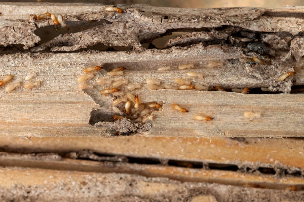Best Mosquito Control Services  in Midway, FL