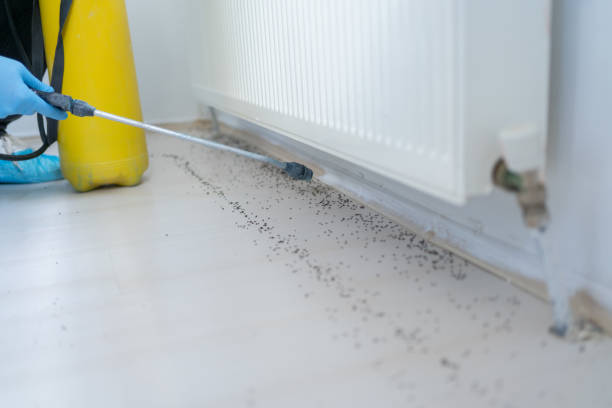 Best Spider Control Near Me  in Midway, FL